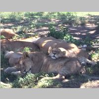 180224-01-lions.jpg