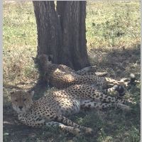 180224-03-leopards.jpg
