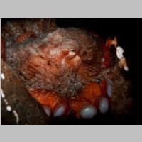 180428_02-Octopus_up_close.jpg